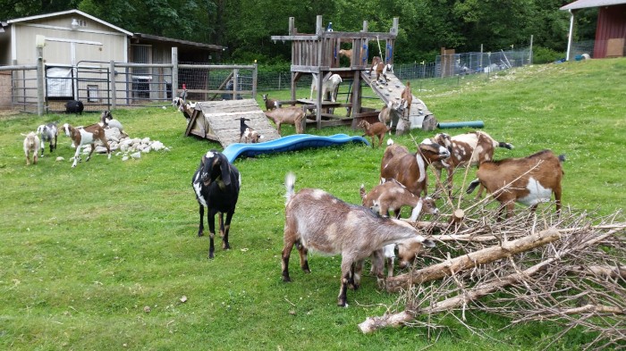 Happy goats 