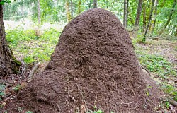 Thatch Ant Mound