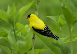 American Goldfinch