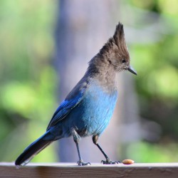 Steller's Jay