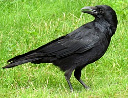 Crow