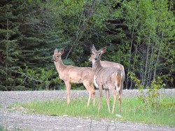 White Tailed Deer