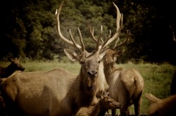 Elk