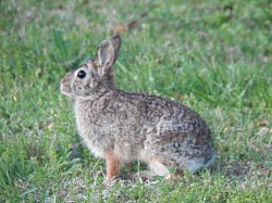 WA Pygmy Rabbit