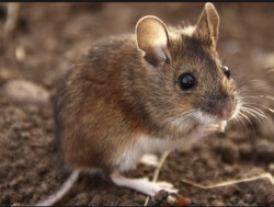 Field Mouse