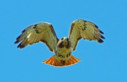 Red Tail Hawk