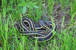 Garter Snake