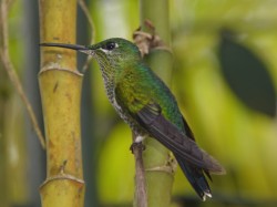 Anna's Hummingbird