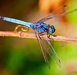 Purple, blue & green dragonflies