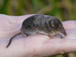 Shrew