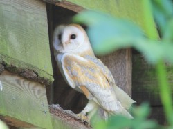 Barn Owl