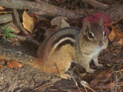 Chipmunk