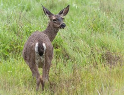 Black Tail Deer