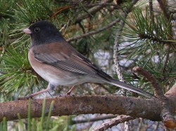 Dark Eyed Junco