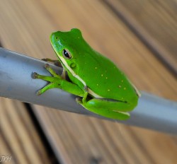 Tree Frog