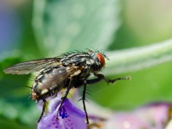 Horsefly