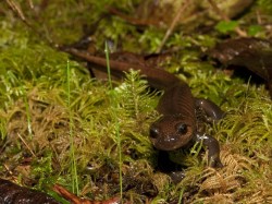 Northwest Salamander 
