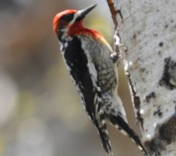 Red Breasted Sapsucker 