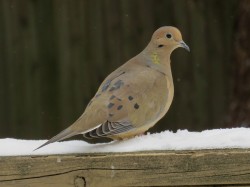 Mourning Dove