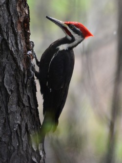 Pileated Woodpecker