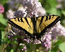Western Swallowtail Butterfly 