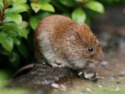 Vole