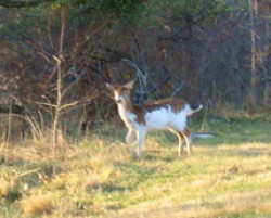 Piebald Deer