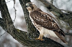 Cooper’s Hawk