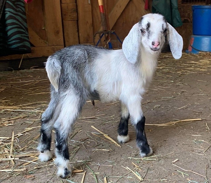 Moonstruck Heirloom China. F1 doeling born March 2022. 2 days old.