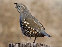 Female California Quail